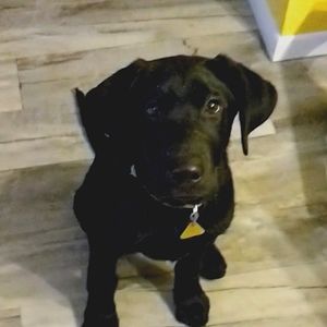 I don't know really I am only 4.5 months old.